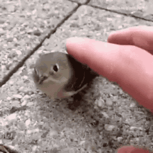 bird-pet.gif