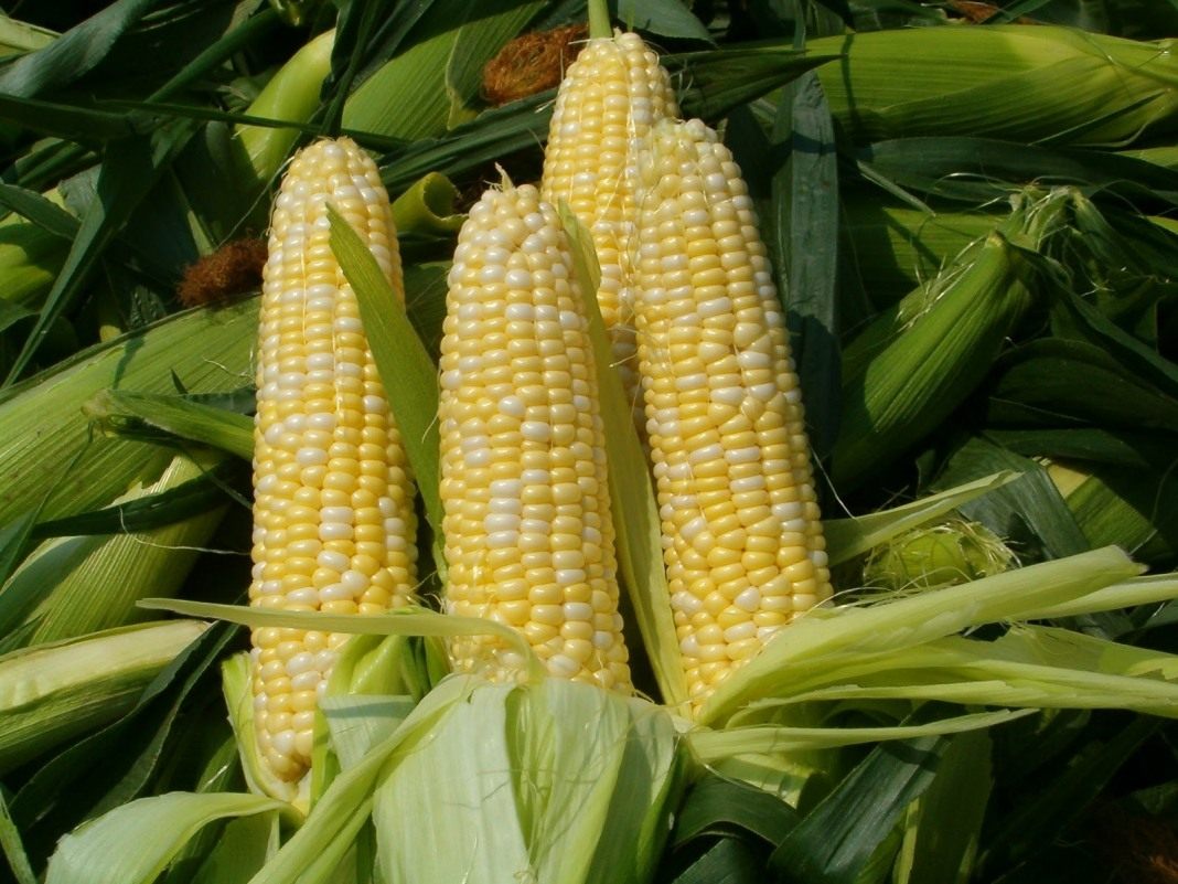 Maize-06.jpg