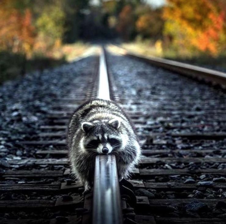 Настроение Енот xd.JPG